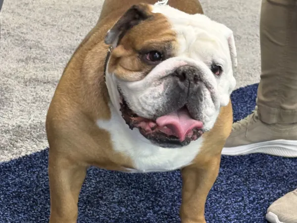 Bulldog