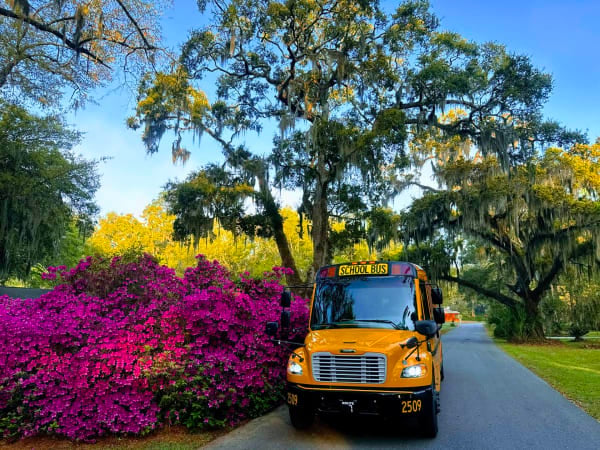 A yellow school bus is parked beside vibrant pink azalea bushes beneath sprawling oak trees draped with Spanish moss along a quiet, tree-lined roadway.