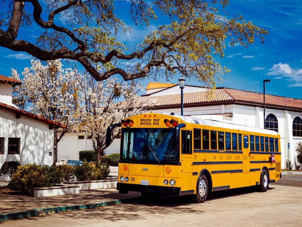 A yellow school bus is parked outside a school beneath a large oak tree with blooming white blossoms, framed by white buildings and a bright blue spring sky.