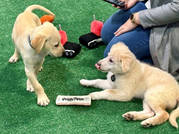 Pound puppies.