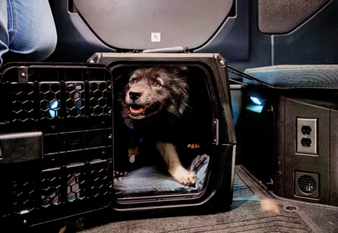 Photo of dog peeking out of a dog rat in a truck sleeper.