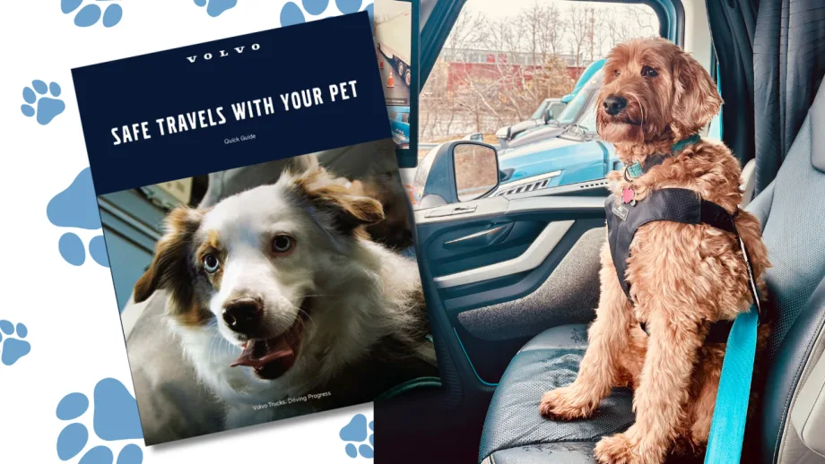 Dog in a special pet restraint in the passenger seat of a truck cab, with a photo of pet guide superimposed